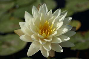 Nymphae 'Denver'