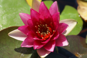 Nymphae 'Gloriosa'