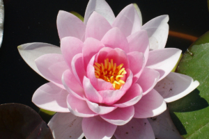 Nymphae 'Hollandia'