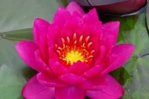 Nymphae 'James Brydon'
