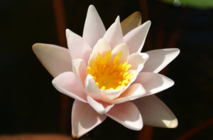 Nymphae 'Jerusalem Dawn'