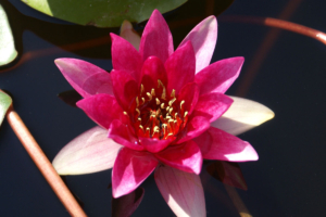 Nymphae 'Laydekeri Fulgens'