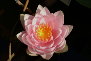 Nymphae 'Madame Wilfron Gonnere'