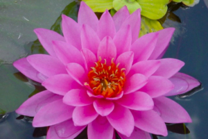 Nymphae 'Mayla'