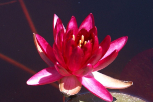 Nymphae 'Perry’s Red Glow'