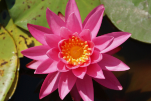 Nymphae 'Pink opal'