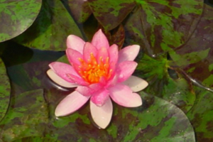 Nymphae 'Rubra'