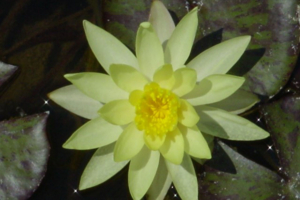 Nymphae 'Sulphuria'