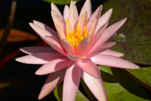 Nymphae 'Sunny Pink'