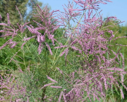 Tamarix ramosissima