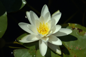 Nymphae 'Virginalis'