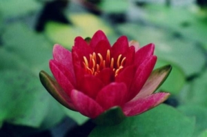 Nymphae 'Burgundy Princess'