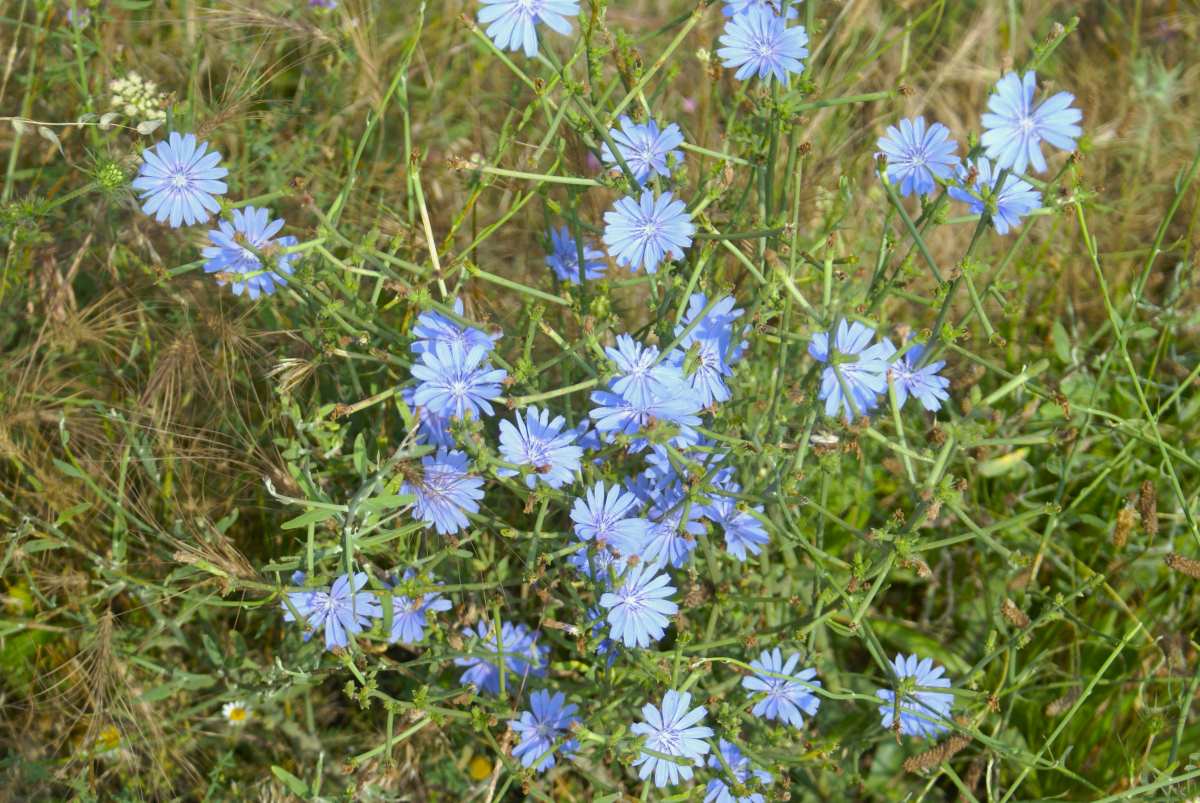 Cichorium intybus