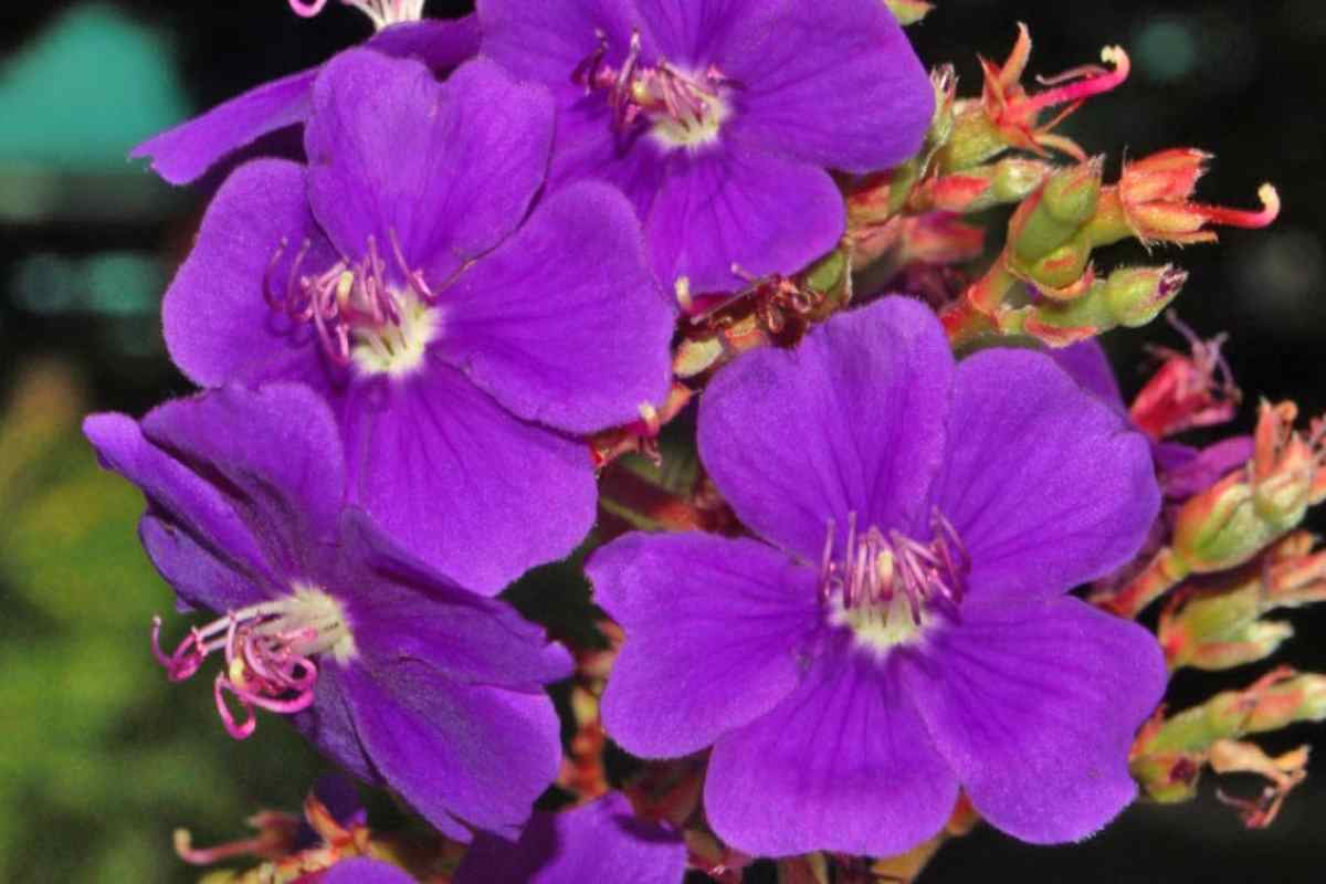 Pleroma heteromallum