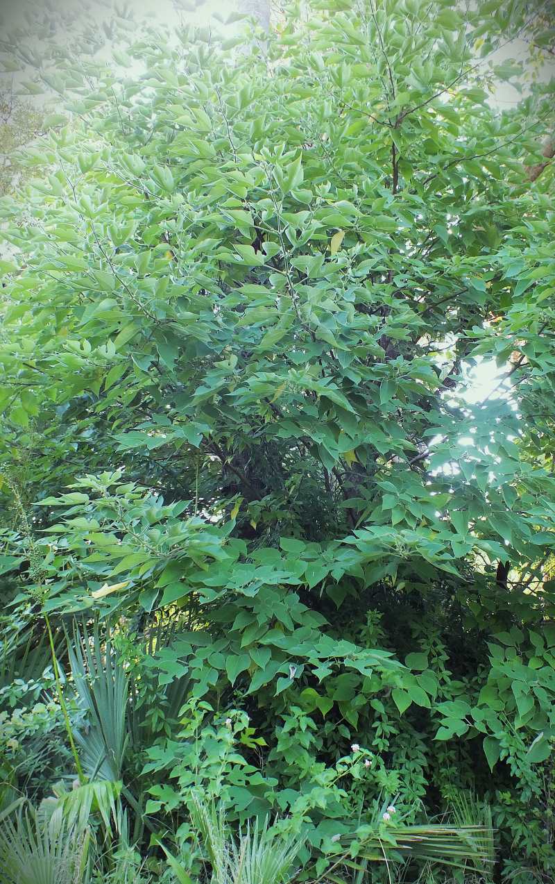 Broussonetia papyrifera