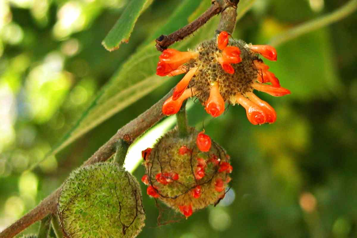 Broussonetia papyrifera Dişi çiçek-meyve