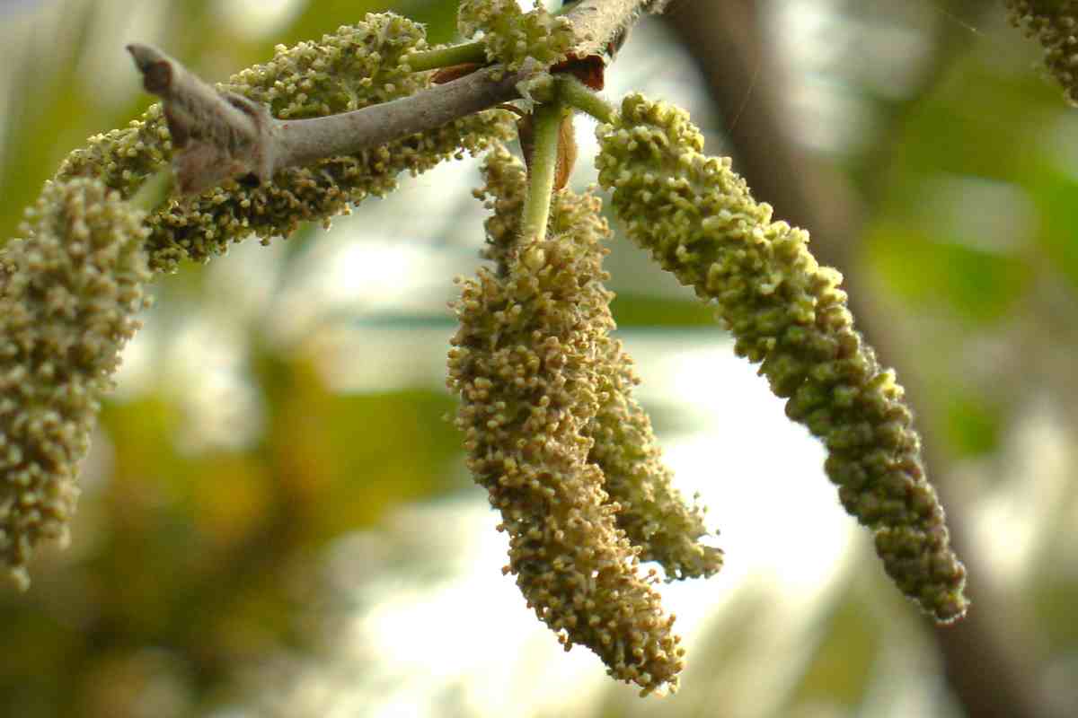Broussonetia papyrifera Erkek çiçek