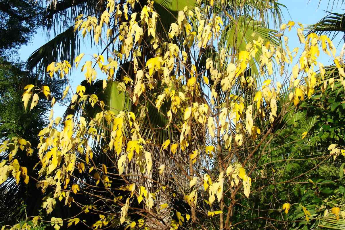 Broussonetia papyrifera Sonbahar yaprak