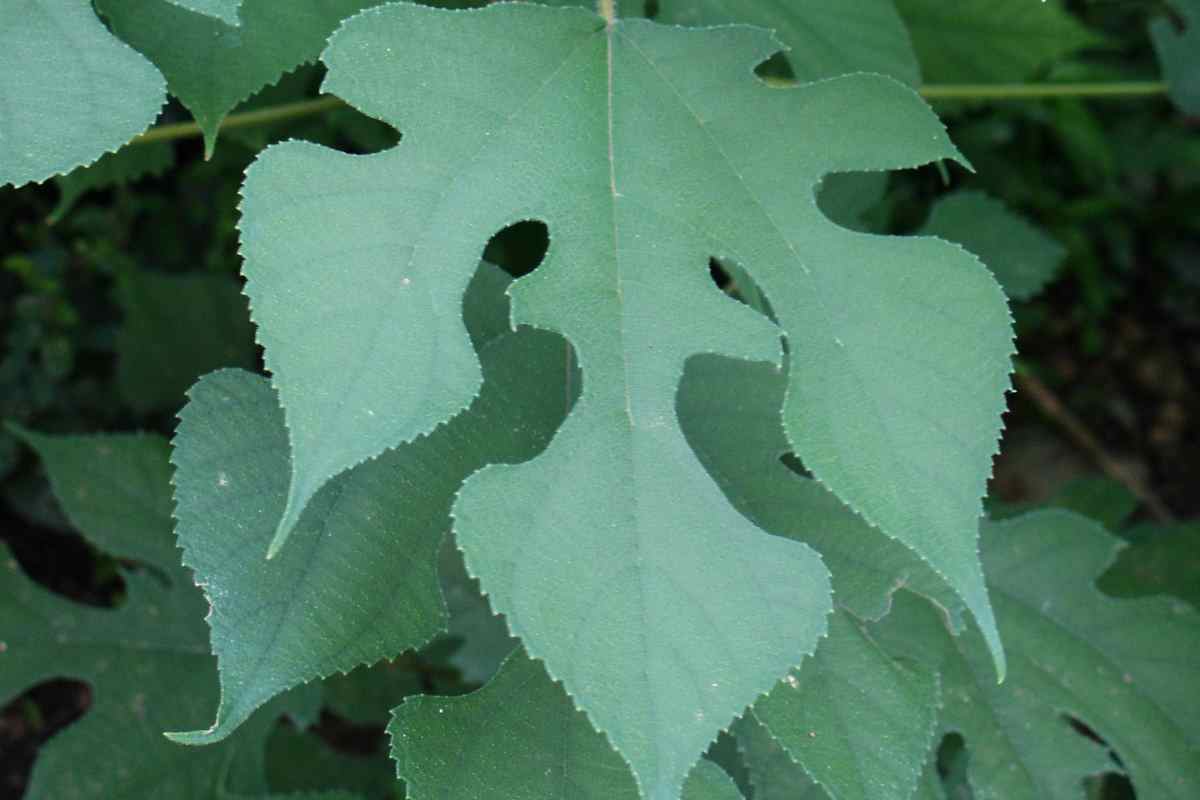 Broussonetia papyrifera Yaprak