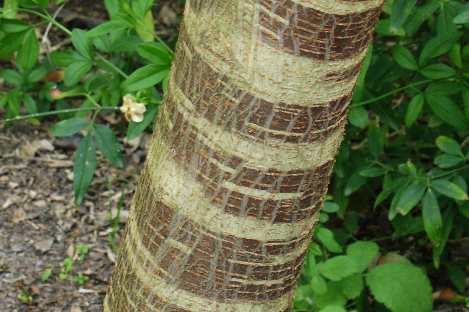 Broussonetia papyrifera gövde