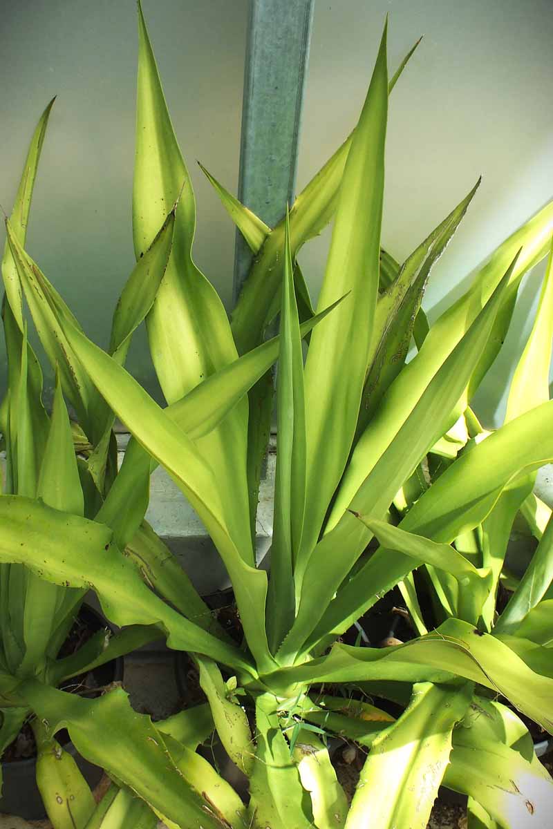 Furcraea foetida