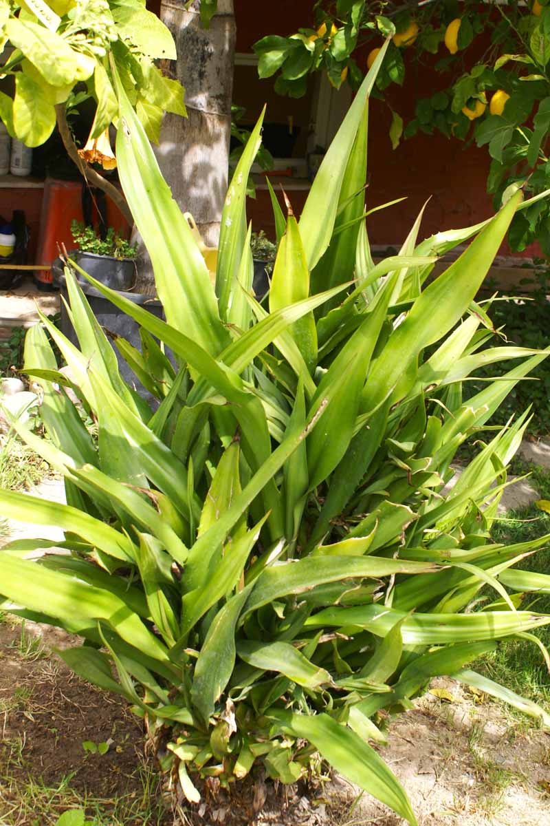 Furcraea foetida