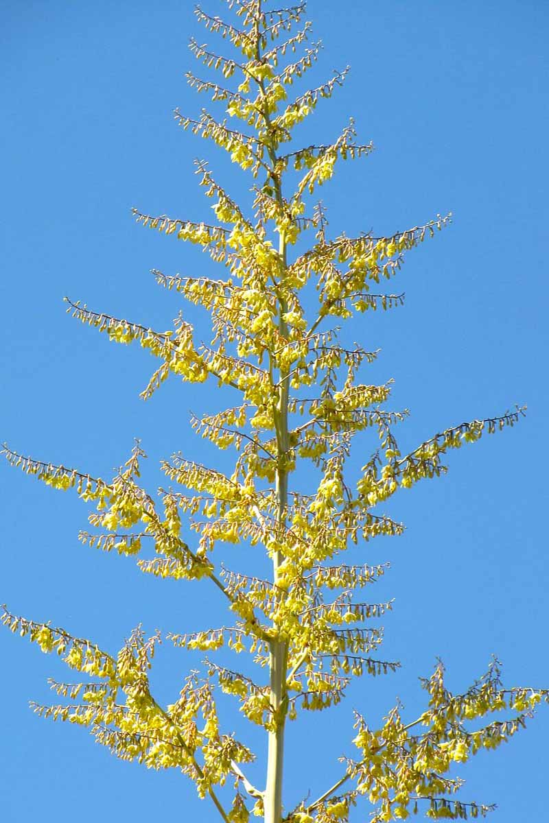 Furcraea foetida-çiçek