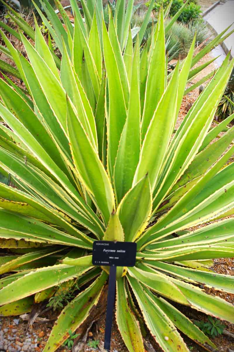 Furcrea selloana marginata