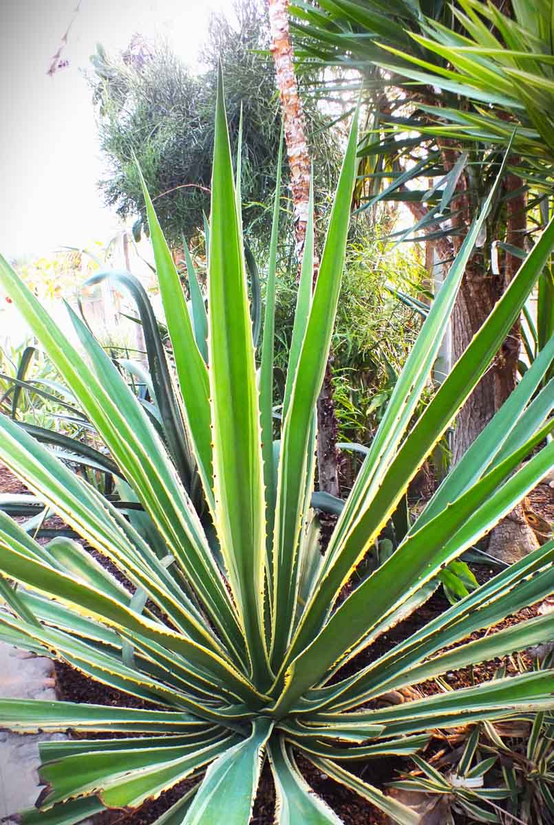 Furcrea selloana marginata